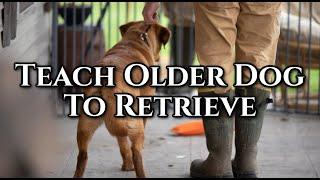 Teach Older Dog to Retrieve - Eliminate the Distractions!