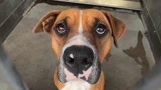 'Aggressive' shelter dog turns into love bug