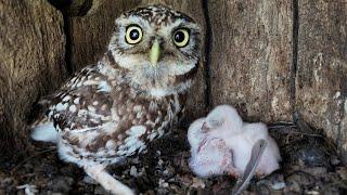 Three Tiny Little Owl Chicks Hatch | Discover Wildlife | Robert E Fuller