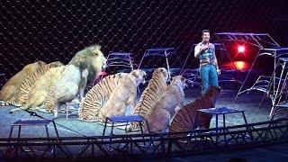 Ringling Brother's Big Cats (Tigers and Lions) show