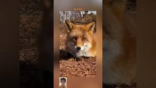 Fox #ai #foxs #animals #fox #video #shortvideo #orange #animal