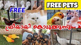 Free Pets SaleFancy pigeon‍CatDogsExotic BirdsLow Rate pets Sale️pets farm keralapravu