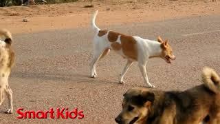 VillageDogs - Cambodia Belgian Malinois Playing Canaan Dog in the field My Country