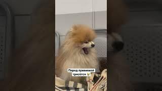 СОБАКА ТРЯСЁТСЯ ОТ СРАХА В ВЕТЕРИНАРНОЙ КЛИНИКИ