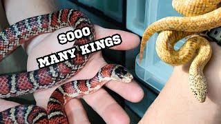 IS THIS ONE OF THE BIGGEST KING SNAKE COLLECTIONS?? (part two of collection video)