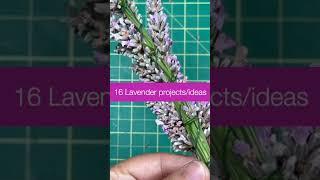 Lavender  #flowers #gardensounds #lavender #lavenderflower #hydrangea #diy