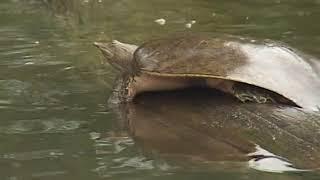 Spiny Softshell