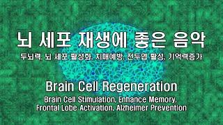 뇌세포 활성화 - 뇌세포 재생, 전두엽 활성화, 기억력 강화, 알츠하이머 예방, 해마, 즉각적인 효과