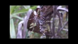 Yellow Argiope Spider Shaking Its Web on the Florida Panther National Wildlife Refuge