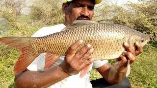 unbelievable fishing|catching big rohu fishes|by signal hook|krishna river