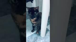 Videos divertidos gatos “tatuadora felina”