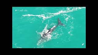 Whales in Hermanus | Mother & calf | Whale floating on it's back #Whales #TheDroneFather #Hendricks