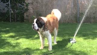 Just a St Bernard cooling off with a sprinkler