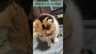 【三毛猫】香箱座りの瞬間