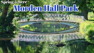 London's Spring Season is here! | Morden Hall Park #tamil #travel #walk #london