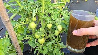 Пару ложек и ОГУРЦОВ, томатов нарастает тонна, огурцы обильно заплодоносят не будут болеть!