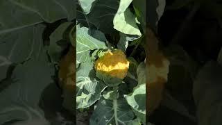 Какая интересная цветная капуста #garden #gardenlife #дача #огород #shorts
