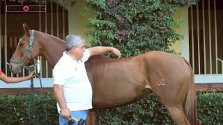 Consequences of Incorrect Saddle Fitting | Carlos Cortelezzi