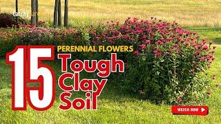 15 Best PERENNIAL FLOWERS for Tough Clay Soil  // Gardening Ideas