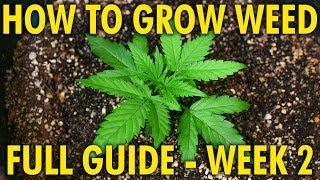 Properly Feeding Young Plants - Cannabis Grow Guide Week 2