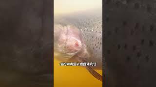 2024路亞釣魚視力好的魚虹鱒鱒魚.推薦熱門流量頂流fyp.釣後放生愛惜生命.隨釣隨放生生不息.留影不留魚一律車下水.路亞假餌新手.路亞搞笑爆笑.水滴輪小烏龜.水上高爾夫