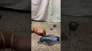 Birds in AR (augmented reality)