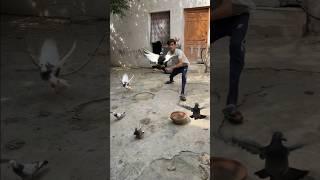 WAIT For END-#pigeon #kabutar #pets #shortsfeed #shortsvideo #trendingno1