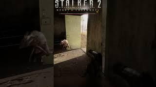 You Won't Believe What Rats can do in Stalker 2