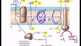 Electron flow in hydrogen oxydizing bacteria