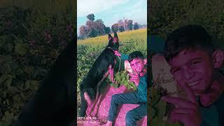 Thanks For New dog #video#shots#trending #viral @Gj.08dog