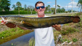 INVASIVE Catch in ROADSIDE Canal...Catch Clean Cook (Bullseye Snakehead)