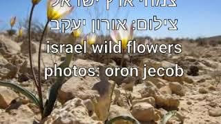 פרחי ארץ ישראל - israel wild flowers