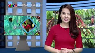 CANH TÁC THÔNG MINH SỐ 24: GIAI ĐOẠN BÓN PHÂN ĐÓN ĐÒNG_SỨC SỐNG TRẺ SẢN XUẤT