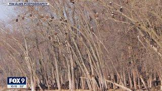 AMAZING! Dozens of bald eagles in one spot in Red Wing, Minnesota | FOX 9 KMSP