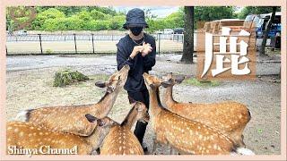 【Deer】I went to see the deer in Nara!