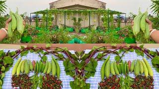 Massive Harvesting Of Pure Organic Vegetables From My Terrace // Harvesting Organic Vegetables