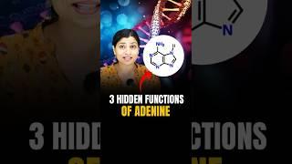 3 Hidden functions of Adenine #neetbiology #neet2024 #riturattewal #neet