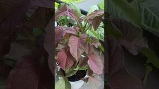 Best indoor plants for home #shorts #ytshorts #indoorplants #plant