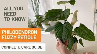 How to Care for Philodendron Fuzzy Petiole? All You Need To Know