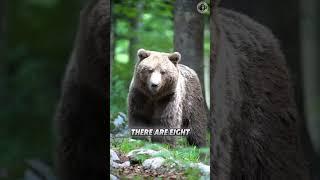 Bears  What's Amazing About These Giants ️ #shorts #bears #bear #animalfacts #animalshorts