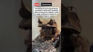No one can beat leaf frog in disguise||ETERNAL HUB || #shorts #eternalhub #science #sciencehub