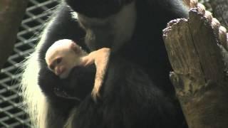 Colobus Baby Born @ Maryland Zoo