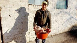 Пополнение на хозяйстве. Начали убирать индюков.