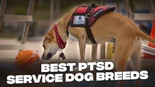 10 Best Service Dog Breeds for PTSD and Anxiety