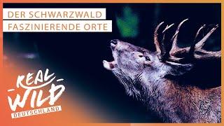 Natur Doku: Der Schwarzwald und seine reiche Natur | Faszinierende Orte | Real Wild Deutschland