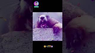 Fahim || New Viral Video || #kuddus #fahim #viralvideo #youtubeshortvideo #short #shorts