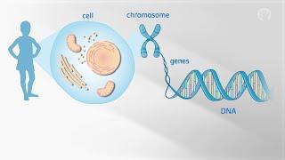 Genes and Genetics Basics Explained by a Genetic Counselor