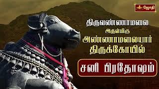 LIVE: திருவண்ணாமலை ஸ்ரீஅருணாச்சலேஸ்வரர் கோவில் | சனி பிரதோஷ வழிபாடு | Nandhi Abishegam | Jothitv