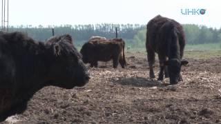 В зарайске развивают животноводство