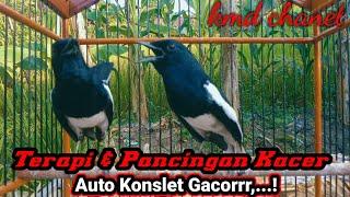 terapi pancingan suara Kacer gacor full emosi tinggi auto Konslet gacor dor